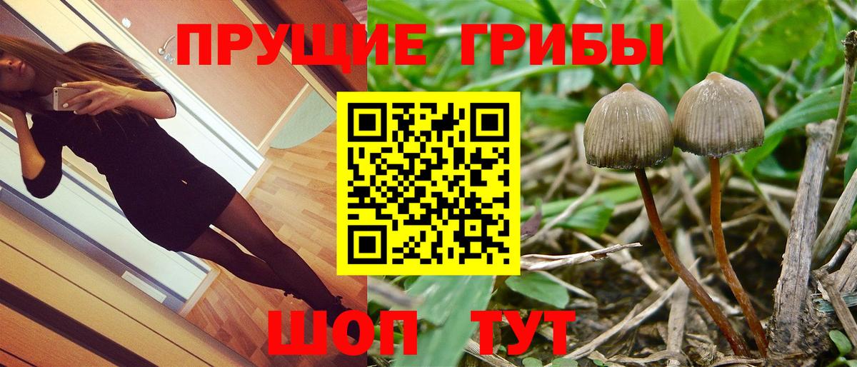 Черняховск  Псилоцибиновые грибы Psilocybe  Вход с VPN  Галлюциногенные грибы Cubensis 